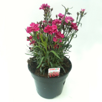 Діантус купить