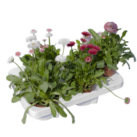 Маргаритка купить