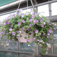 Бакопа купить