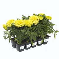 Тагетес крупноцветковый (в палетке по 10 шт.) купить