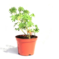 Герань купить