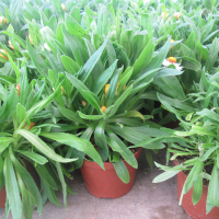 Сундазі купить