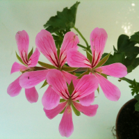 Пеларгонія ампельна купить