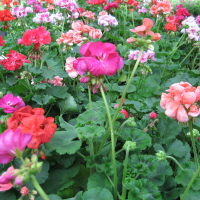 Пеларгонія зональна купить