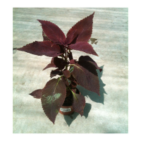 Колеус купить