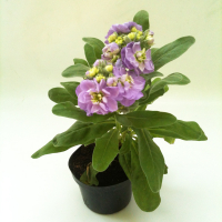 Маттіола купить