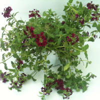 Вербена (Verbena) купить