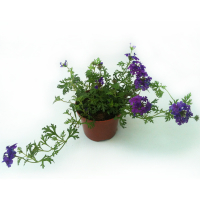 Вербена купить