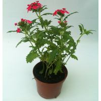 Вербена купить