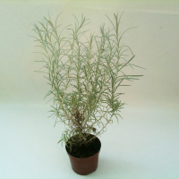 Гелихризум  (Helichrysum) купить