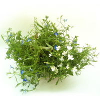 Лобелія (Lobelia) купить