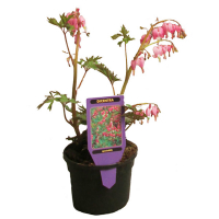 Дицентра (Dicentra Spectabilis) купить