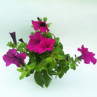 Сурфінія (Surfinia) купить