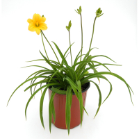 Лілійник (Hemerocallis Stella d'оro) купить