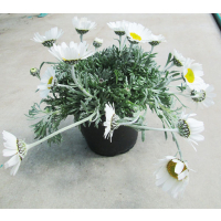 Ромашка (maximum hosmariense) купить