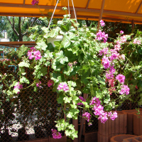 Пеларгонія ампельна купить