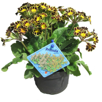 Примула (Primula) купить