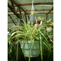 Хлорофітум купить