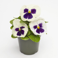 Віола купить