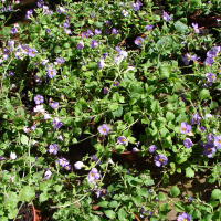 Бакопа купить