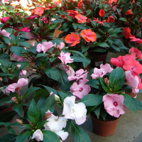 Бальзамін купить