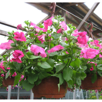 Сурфінія (Surfinia) купить