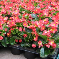 Бегонія завжди квітуча (у палетці по 6 шт) купить