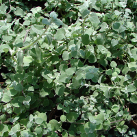 Геліхризум однорічний (Безсмертник) купить