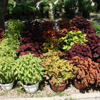 Колеус купить