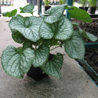 Брунера купить