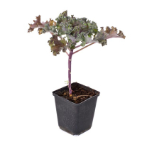 Декоративна купуста купить