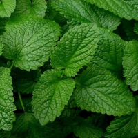 Меліса купить