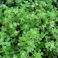 Орегано купить