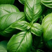 Базилик неополетанский купить
