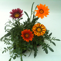 Гацанія купить