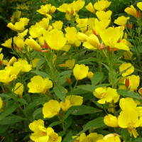 Енотера купить