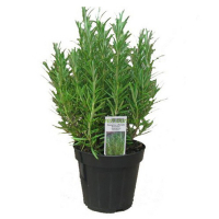 Розмарин купить