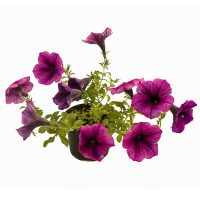 Сурфінія (Surfinia) купить