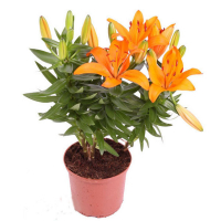 Лілія купить