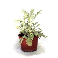 Цинерарія купить