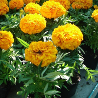 Тагетіс великоквітковий купить