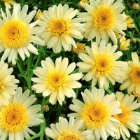 Арґірантемум купить