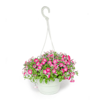 Сурфінія купить