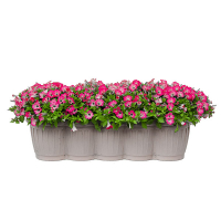 Сурфінія в балконній скриньці 60 см купить