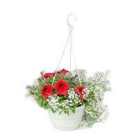 Композиція з алісуму та сурфінії купить