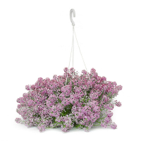 Аліссум купить