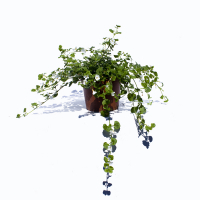 Бакопа купить