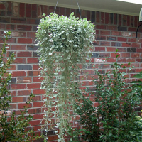 Діхондра купить