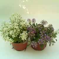 Аліссум купить