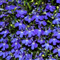 Лобелія Ф8 купить